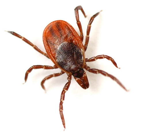 Ixodes scapularis 1