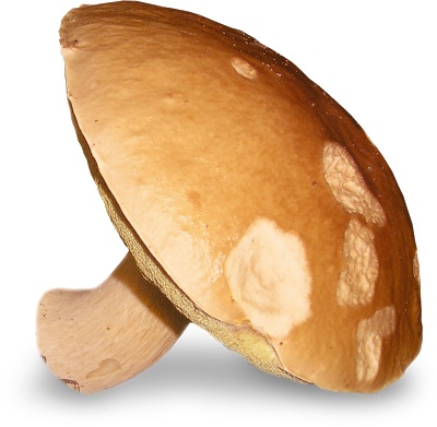 grib.jpg